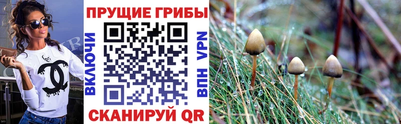 Галлюциногенные грибы Cubensis  Мосальск 